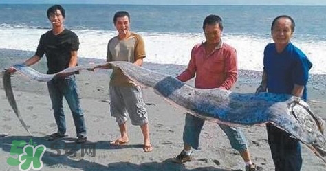 皇帶魚可以吃嗎？皇帶魚是帶魚的一種嗎