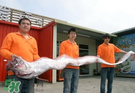 皇帶魚(yú)吃什么？皇帶魚(yú)吃人嗎？