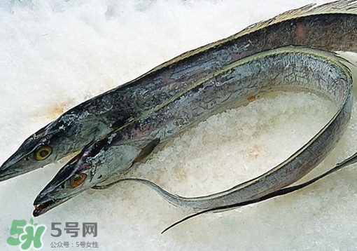 帶魚為什么都是死的？帶魚為什么出水就死？