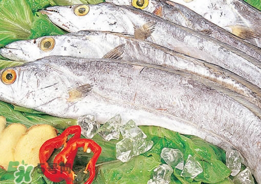 帶魚是咸的嗎？帶魚是無鱗魚嗎