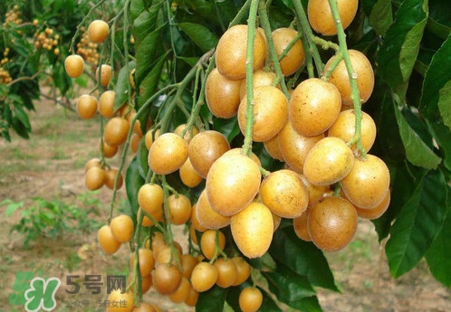 黃皮果什么品種最好吃？黃皮果吃多了會(huì)怎樣