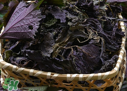 紫蘇是什么植物？紫蘇是發(fā)物嗎？