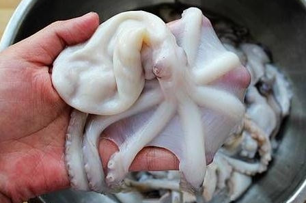 章魚(yú)是魚(yú)嗎？章魚(yú)有什么營(yíng)養(yǎng)價(jià)值？