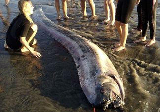 皇帶魚吃什么？皇帶魚吃人嗎？