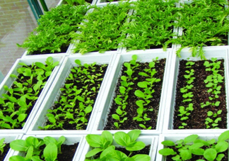 入伏種什么菜？入伏適合種哪些蔬菜？