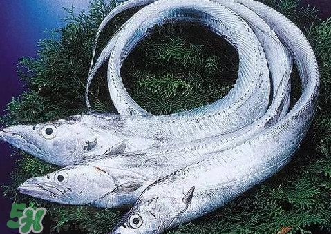 帶魚為什么都是死的？帶魚為什么出水就死？