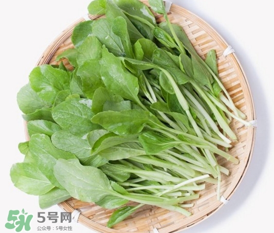 雞毛菜有什么營養(yǎng)價值？雞毛菜的功效與作用