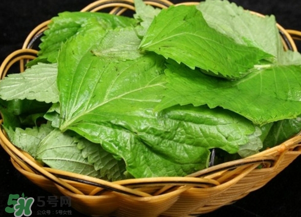 新鮮紫蘇葉怎么吃？紫蘇葉的吃法
