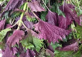 紫蘇是什么植物？紫蘇是發(fā)物嗎？
