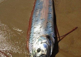 皇帶魚多少錢一斤？皇帶魚的價(jià)格