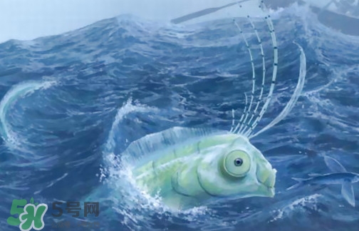 皇帶魚可以吃嗎？皇帶魚是帶魚的一種嗎