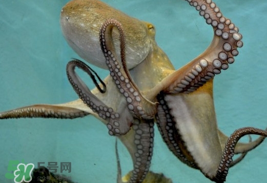 章魚是烏賊嗎？章魚與烏賊的區(qū)別