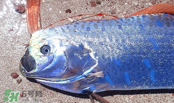 皇帶魚(yú)吃什么？皇帶魚(yú)吃人嗎？