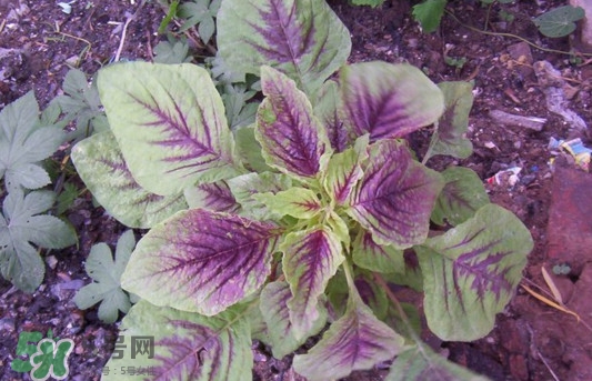 紫蘇是莧菜嗎？紫蘇和莧菜的區(qū)別