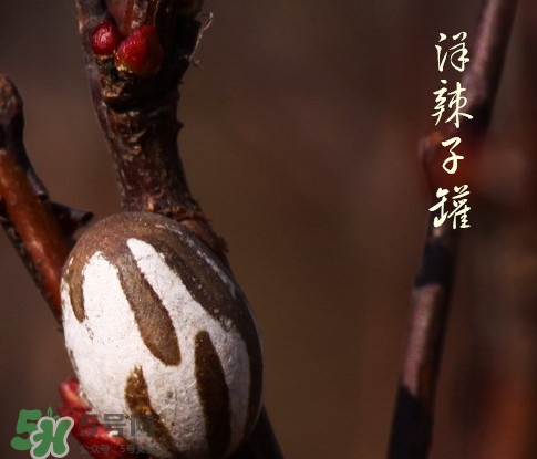 洋辣子罐怎么吃？洋辣子罐有什么營(yíng)養(yǎng)價(jià)值