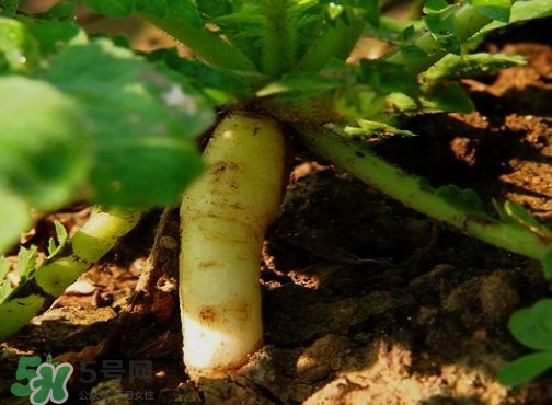 頭伏蘿卜二伏菜是什么意思？頭伏種什么菜？