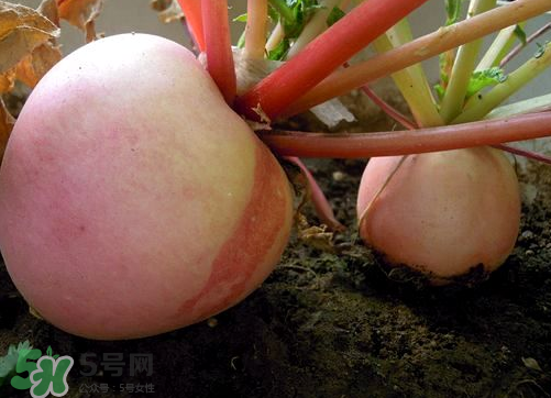 頭伏蘿卜二伏菜是什么意思？頭伏種什么菜？