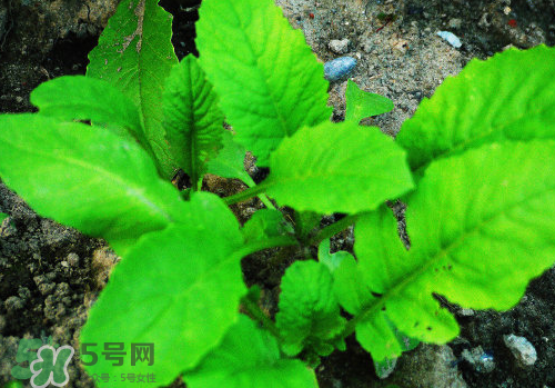 頭伏蘿卜二伏菜是什么意思？頭伏種什么菜？