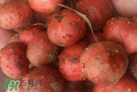 野地瓜是什么？野地瓜好吃嗎