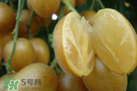 黃皮果可以減肥嗎？黃皮果能減肥嗎