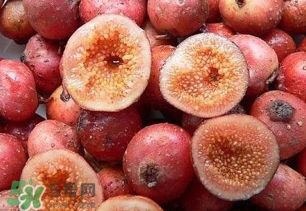 野地瓜是什么？野地瓜好吃嗎