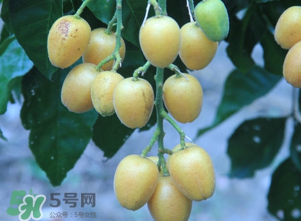 黃皮果什么人不能吃？黃皮果不能和什么一起吃