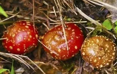 野地瓜哪里可以買到？哪個地方有種植野地瓜的