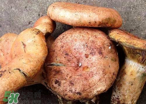 重陽菌可以種植嗎？重陽菌為什么不能人工種植？