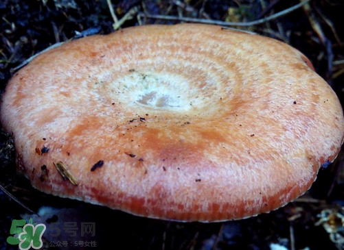 重陽菌什么時候有？重陽菌不能與什么食物一起吃