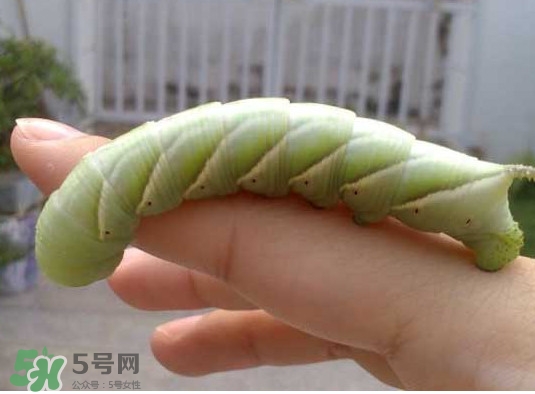 豆丹是什么？豆丹多少錢一斤？