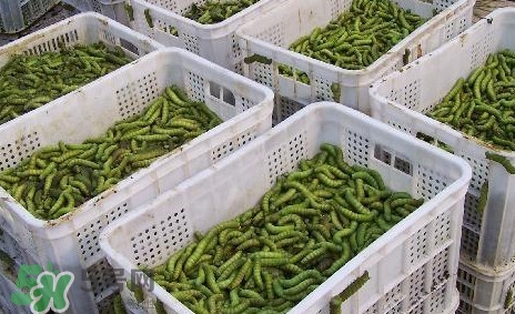 豆丹怎么吃？吃豆丹有什么好處