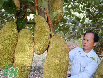 木菠蘿怎樣才算熟？木菠蘿怎么切？