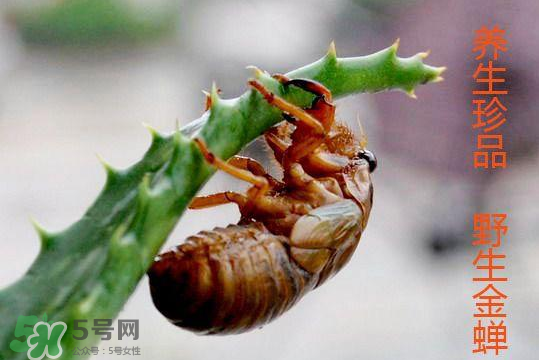 知了吃什么？知了吃什么食物？