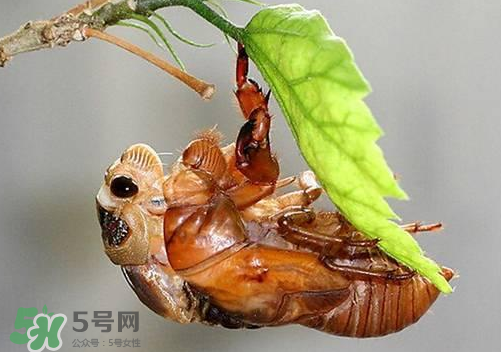 知了猴可以人工養(yǎng)殖嗎？知了猴怎么養(yǎng)殖？