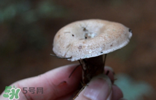 重陽菌什么時候有？重陽菌不能與什么食物一起吃