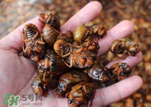 金蟬多少錢(qián)一斤？金蟬多少錢(qián)一斤2017？