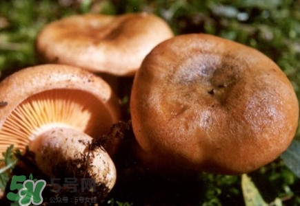重陽菌怎么做好吃？吃重陽菌有什么好處
