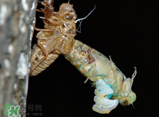 金蟬什么時候出來？金蟬什么時候出土？