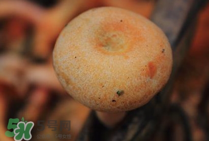 重陽菌可以種植嗎？重陽菌為什么不能人工種植？