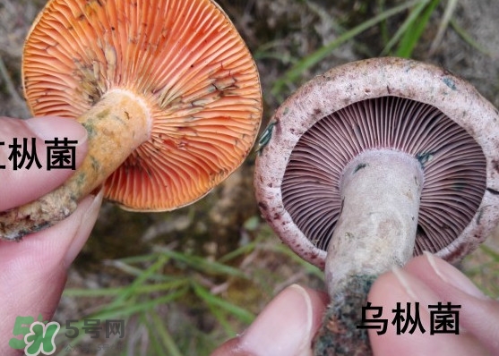 樅樹菌怎樣保存至冬季？樅樹菌能和榨菜一起吃嗎