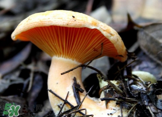 樅樹菌可以人工種植嗎？怎么鑒別樅樹菌是否有毒