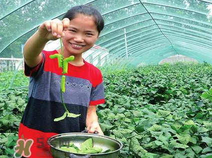 豆丹是什么？豆丹多少錢一斤？