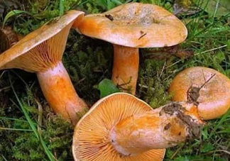 樅樹菌可以人工種植嗎？怎么鑒別樅樹菌是否有毒