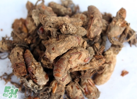 金蟬花多少錢一斤？2017金蟬花價(jià)格