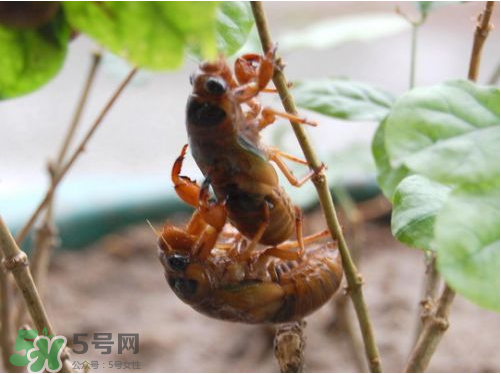 知了猴可以人工養(yǎng)殖嗎？知了猴怎么養(yǎng)殖？