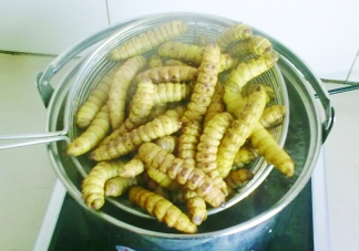 豆丹做菜前怎么處理干凈？豆丹怎么養(yǎng)殖