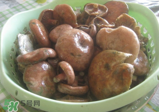 重陽(yáng)菌多少錢(qián)一斤？重陽(yáng)菌怎么清洗
