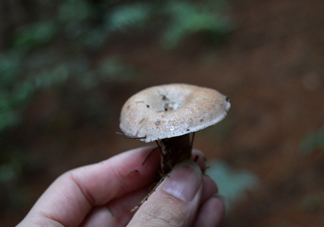 重陽菌什么時(shí)候有？重陽菌不能與什么食物一起吃