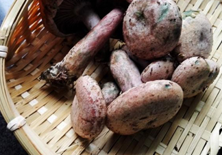 重陽菌怎么做好吃？吃重陽菌有什么好處
