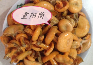 重陽菌多少錢一斤？重陽菌怎么清洗